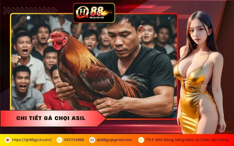 Chi Tiết Gà Chọi Asil