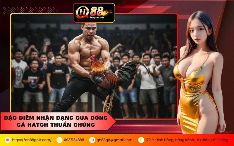 Đặc điểm nhận dạng của dòng gà Hatch thuần chủng