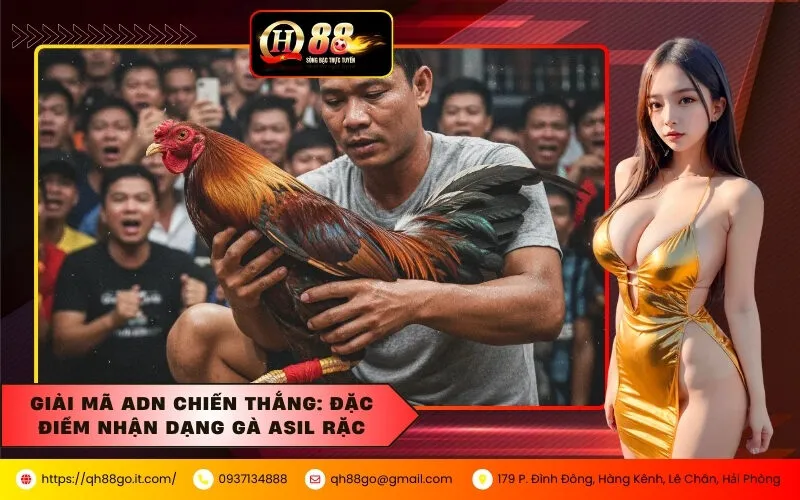 Giải Mã ADN Chiến Thắng Đặc Điểm Nhận Dạng Gà Asil Rặc