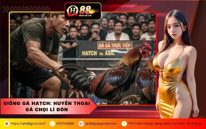 Giống Gà Hatch Huyền Thoại Gà Chọi Lì Đòn